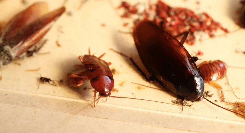 Smoky brown cockroaches on a worktop