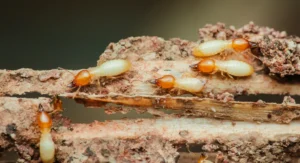 termites destroying wood close up