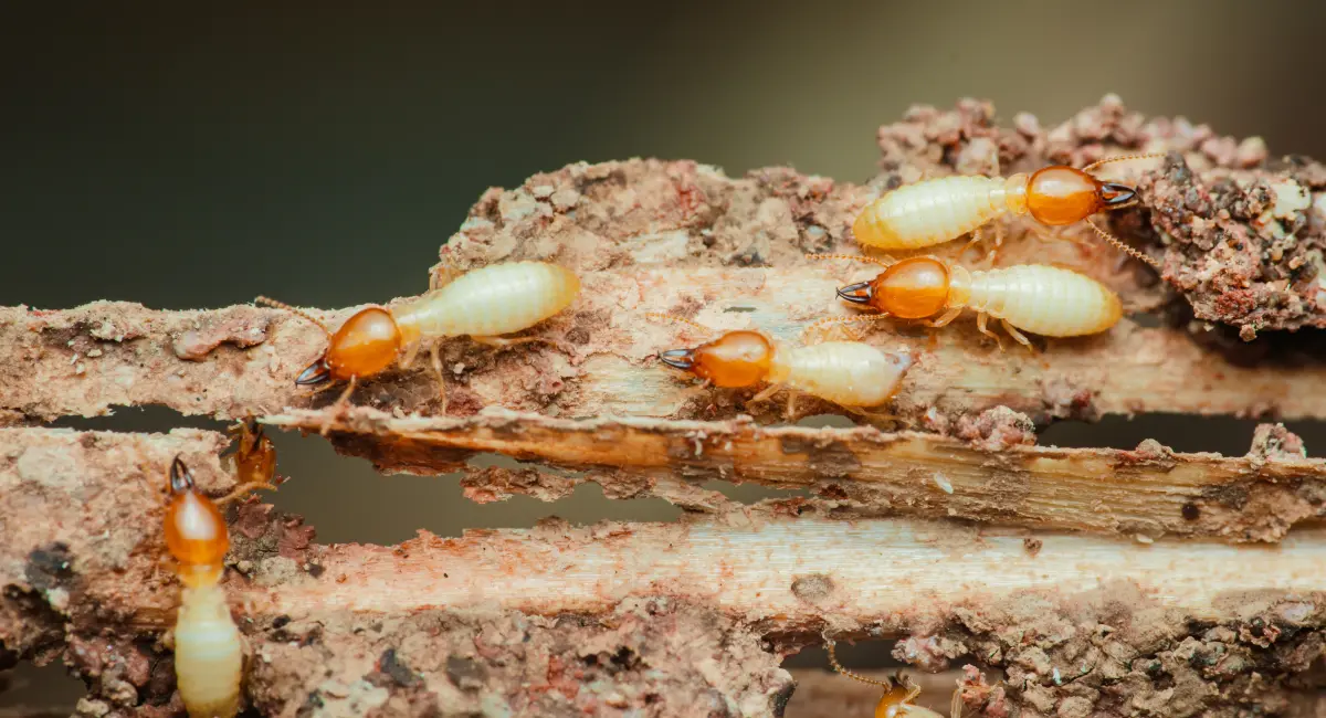 termites destroying wood close up
