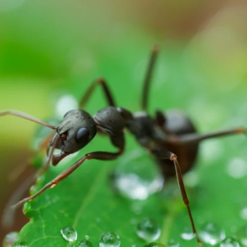 ant on wet leaf with dew drops