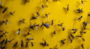 trapped gnats on yellow sticky trap paper