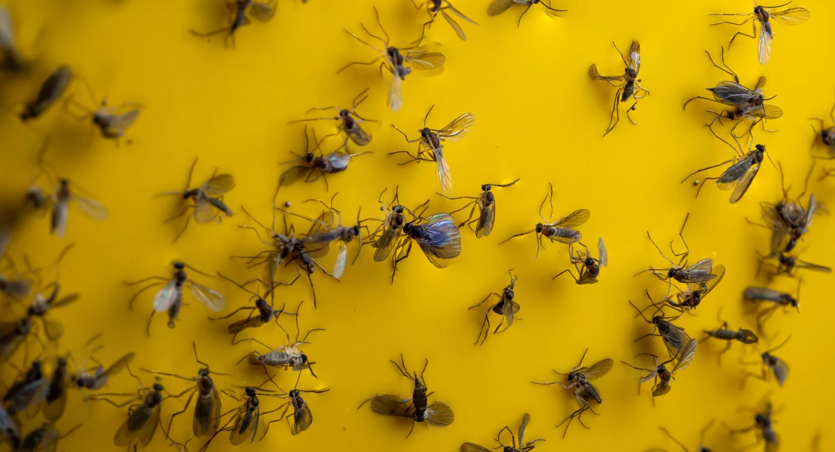 trapped gnats on yellow sticky trap paper