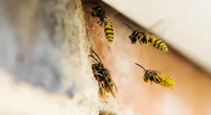 wasps fleeing under eaves