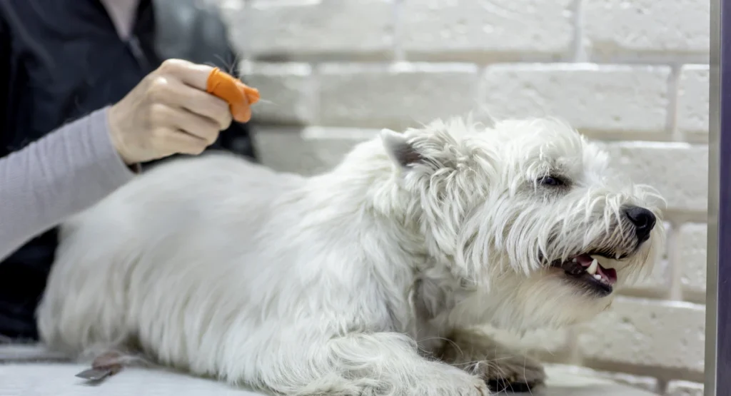 A West Highland Terrier being inspected for fleas