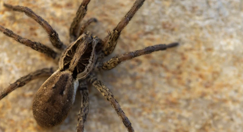 Wolf spider on a rock
