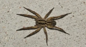 wolf spider on sidewalk pavement
