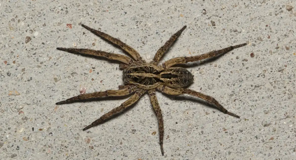 wolf spider on sidewalk pavement
