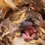 Baby mice inside a mouse nest