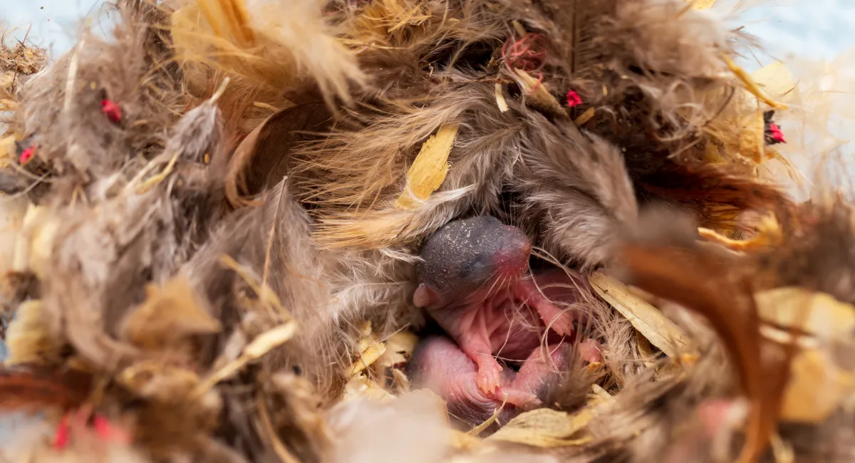 Baby mice inside a mouse nest