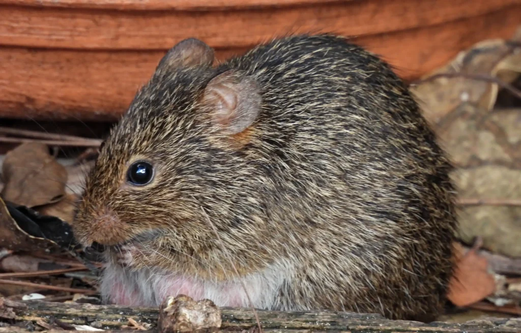side-view of a cotton rat sitting outdoors