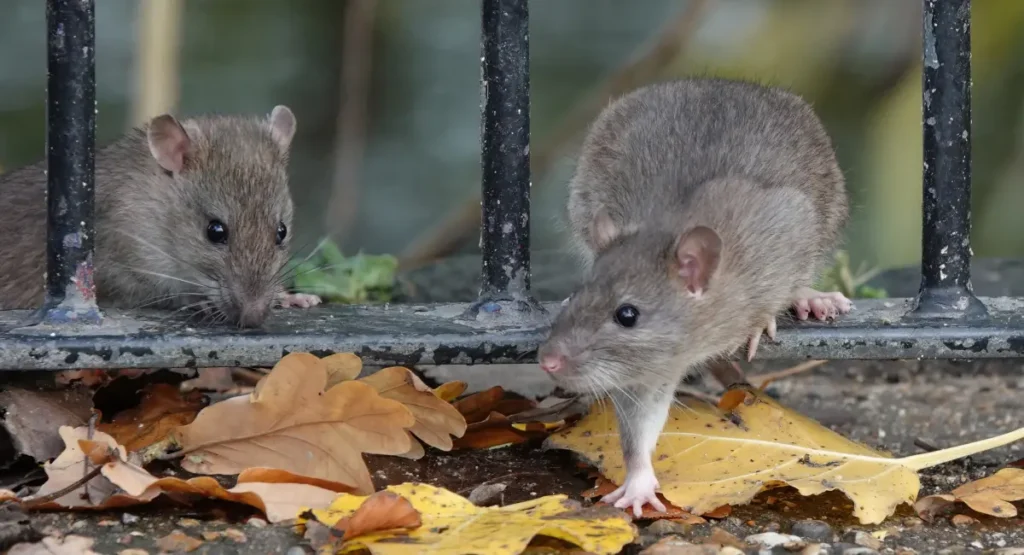 Brown rats in a park, being cautious