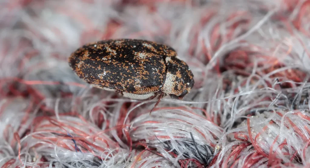 Carpet beetle on carpet fibers