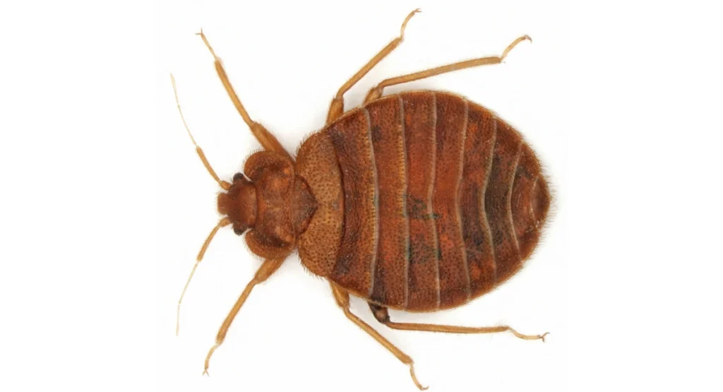 bed bug on white background