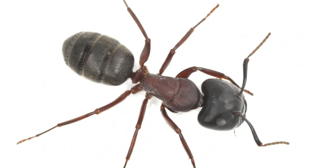 Carpenter ant