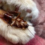 dead cockroach on cat paw
