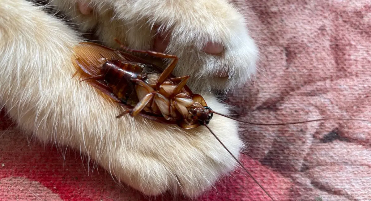 dead cockroach on cat paw