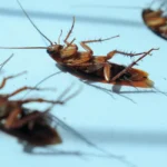 3 dead cockroaches under window