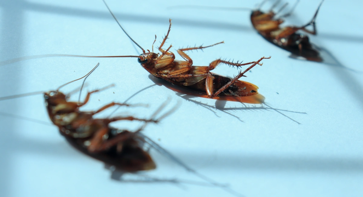3 dead cockroaches under window
