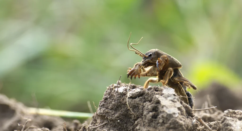 A mole cricket on dry earth