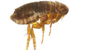flea on white background