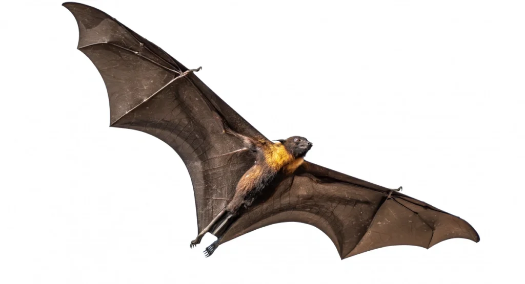 Flying Fox gliding with outstretched wings