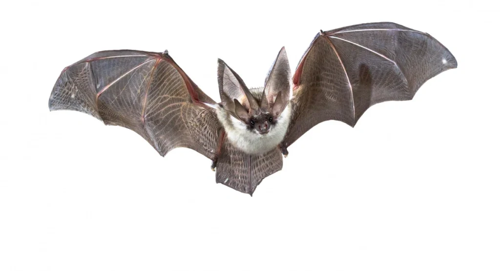 Long eared bat with outstretched wings
