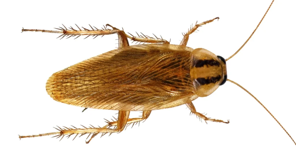 german cockroach