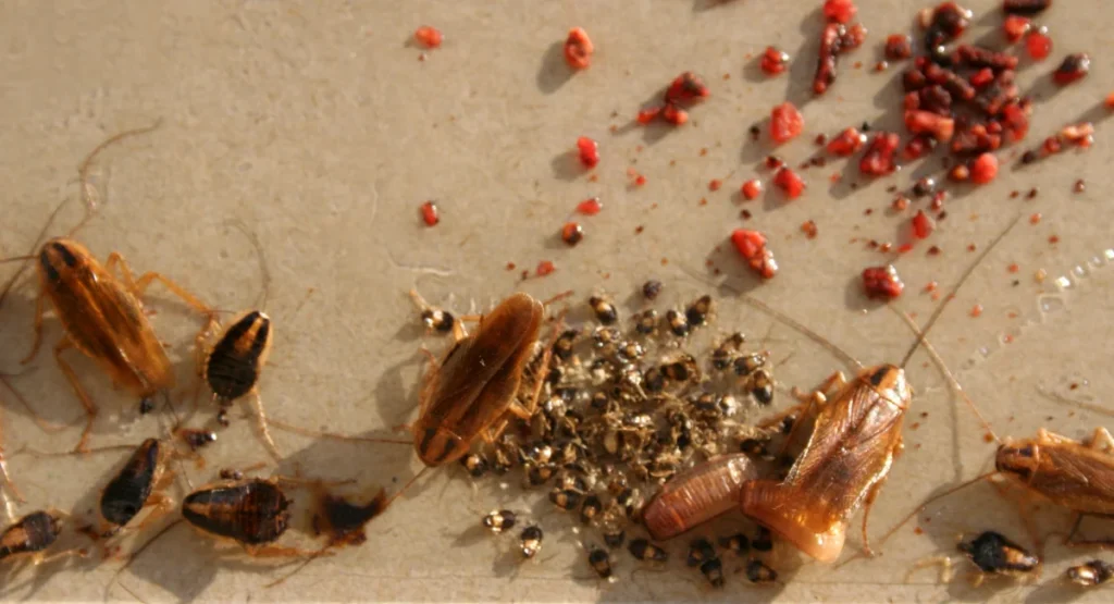 German cockroaches and egg cases