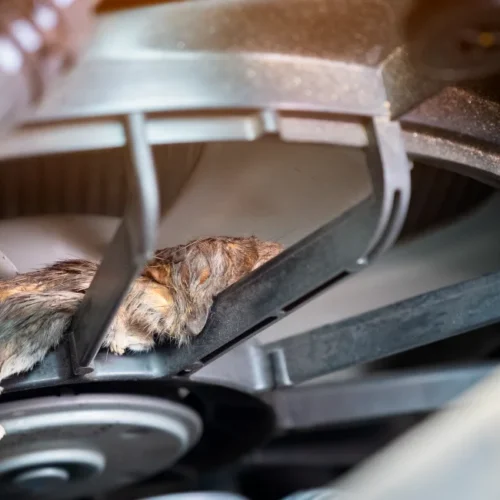 high angle view of dead rat between tire and car
