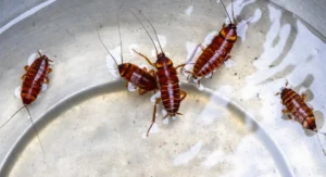many cockroaches drowning in water