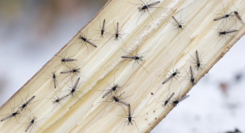 Non-biting chironomidae (mosquitoes)