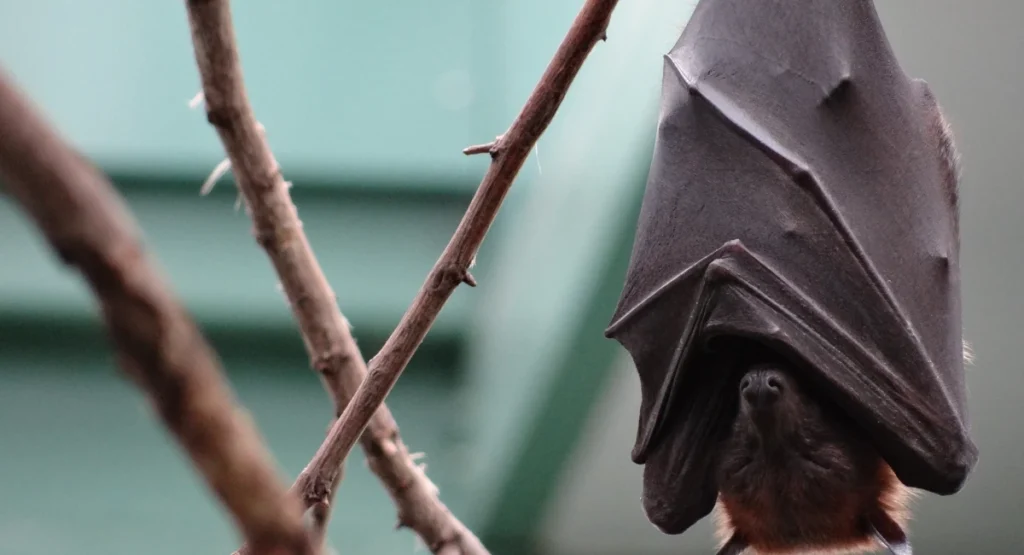 Flying Fox asleep upside down