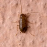 small cockroach nymph