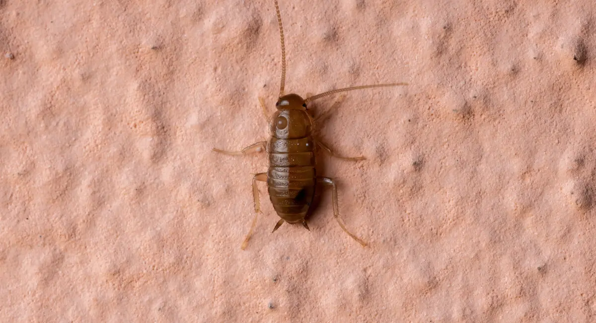 small cockroach nymph