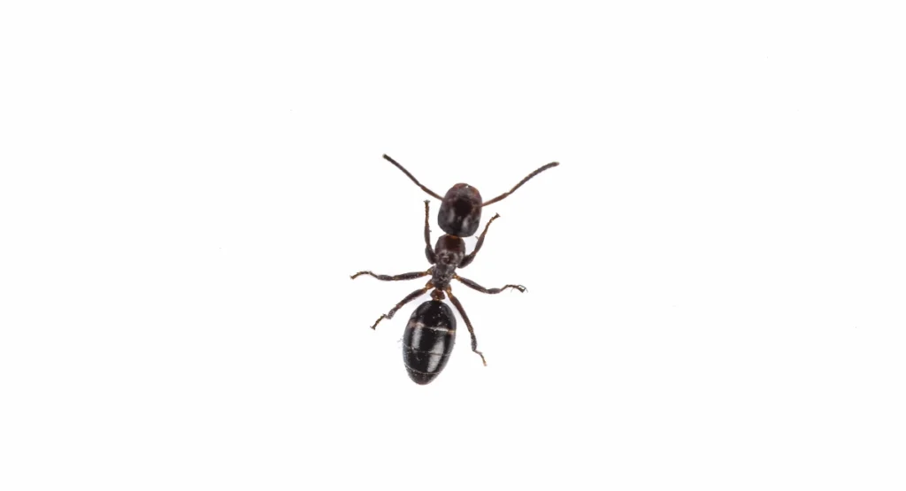 Little black house ant