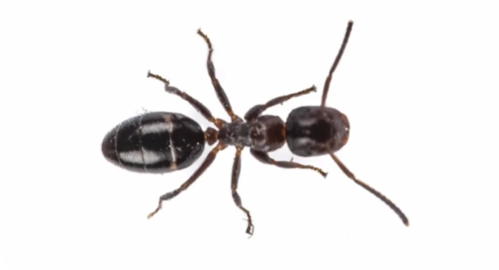 solitary ant up close on white background