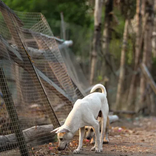 stray dogs sniffing on rural road