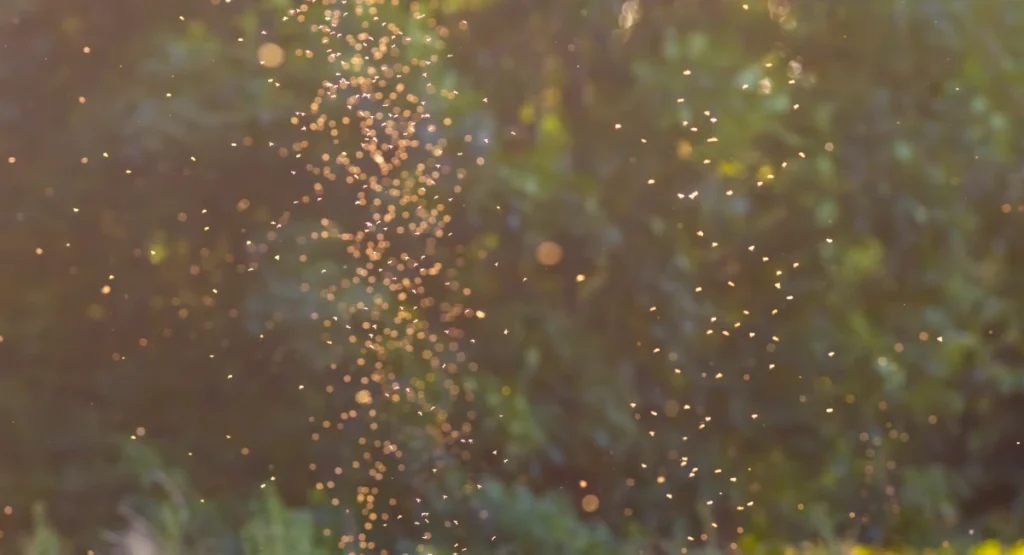 Swarming midges in a meadow
