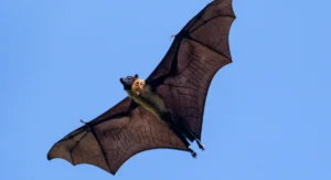 indian flying fox with full wing span