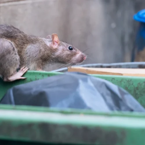 the rats are eating in the trash