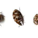 three carpet beetles on white beetles
