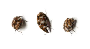 three carpet beetles on white beetles