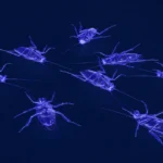 3d rendering of xray cockroaches