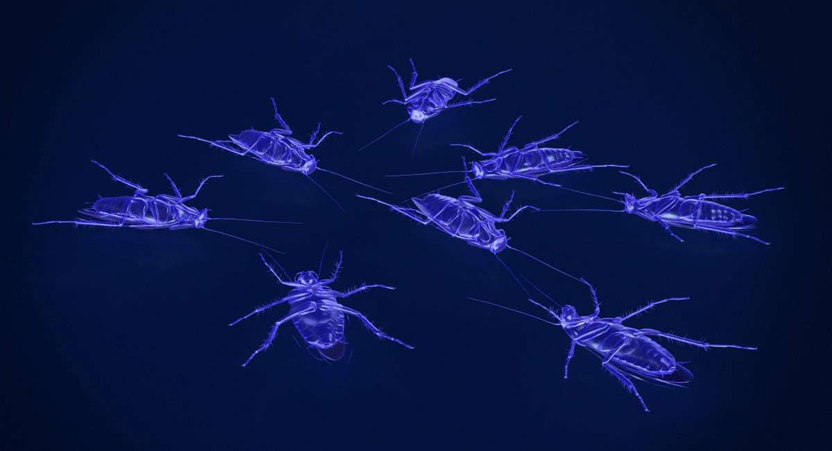 3d rendering of xray cockroaches
