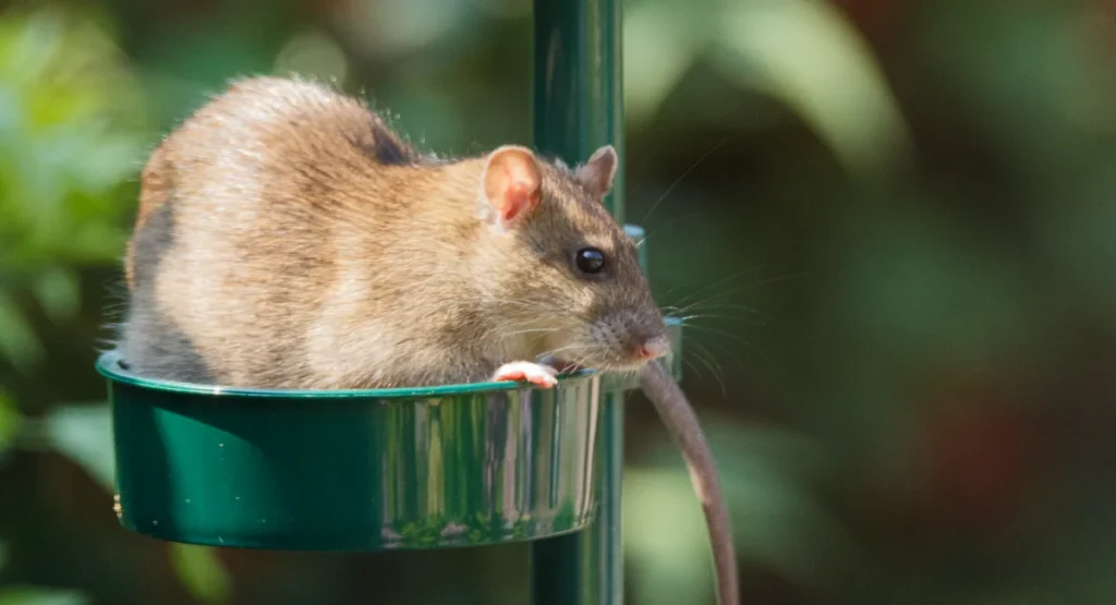 A rat on a bird feeder