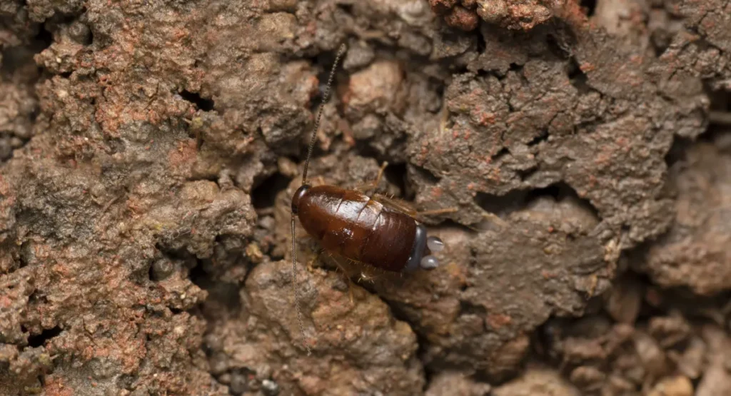 Close-up of a wood cockroach