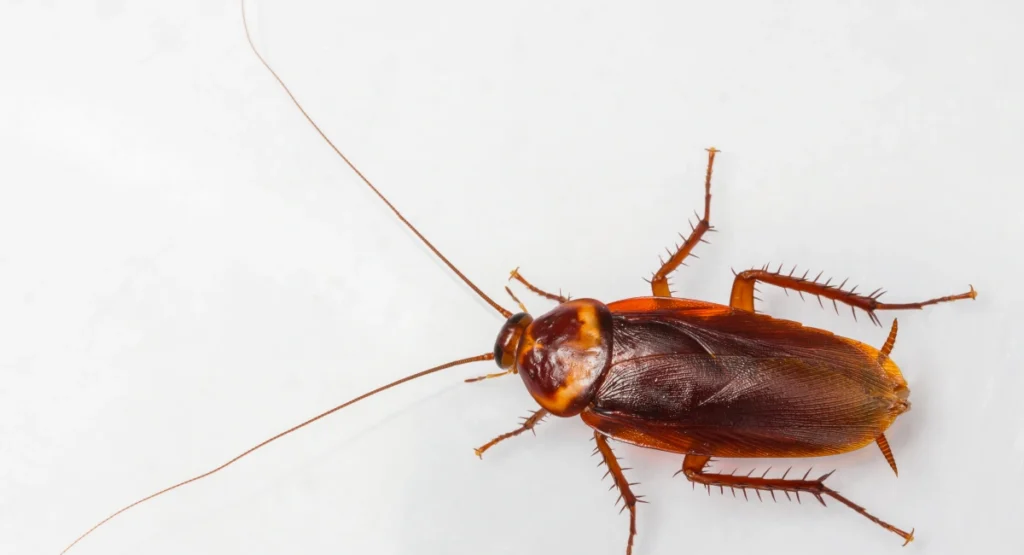 Close-up of an American cockroach
