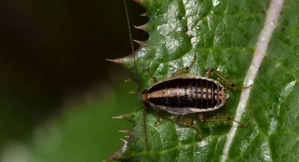 An Asian cockroach perched on a leaf