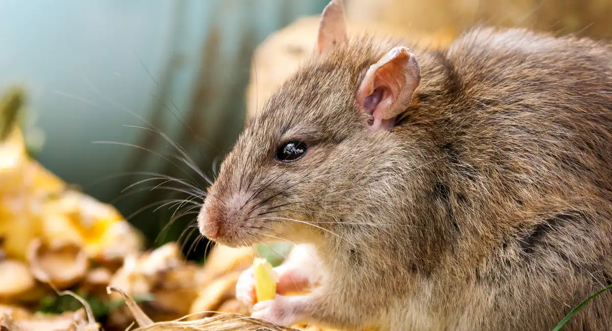 norway rat feeding on food wate