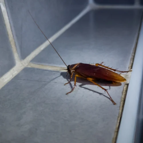 Close-up photo of brown cockroach with antennae and legs on tiled surface.